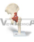 Deluxe Functional Hip Joint Model